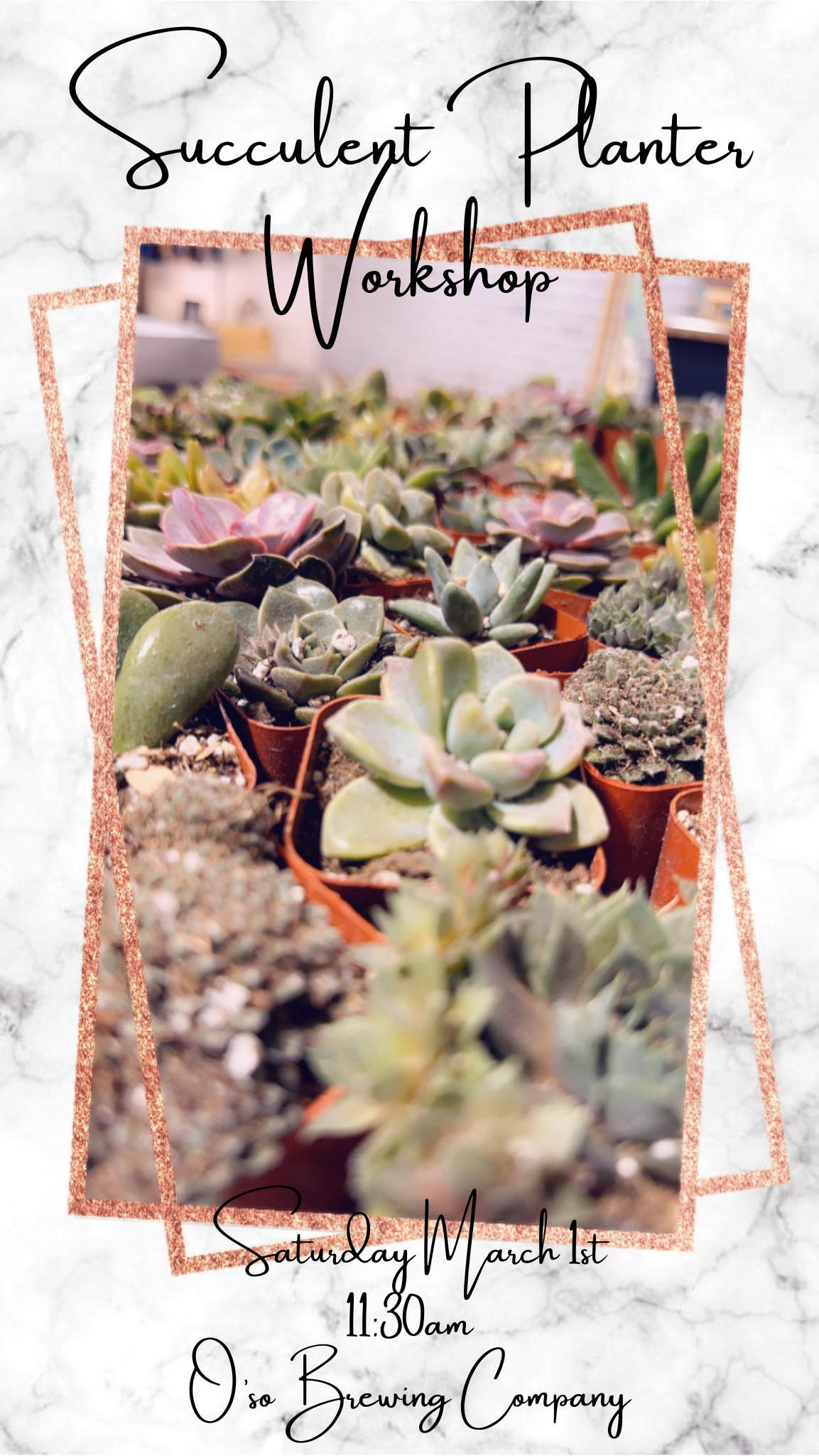 Succulent Planter Workshop (March 1, 2025  @ O'so Brewing Company 11:30am)